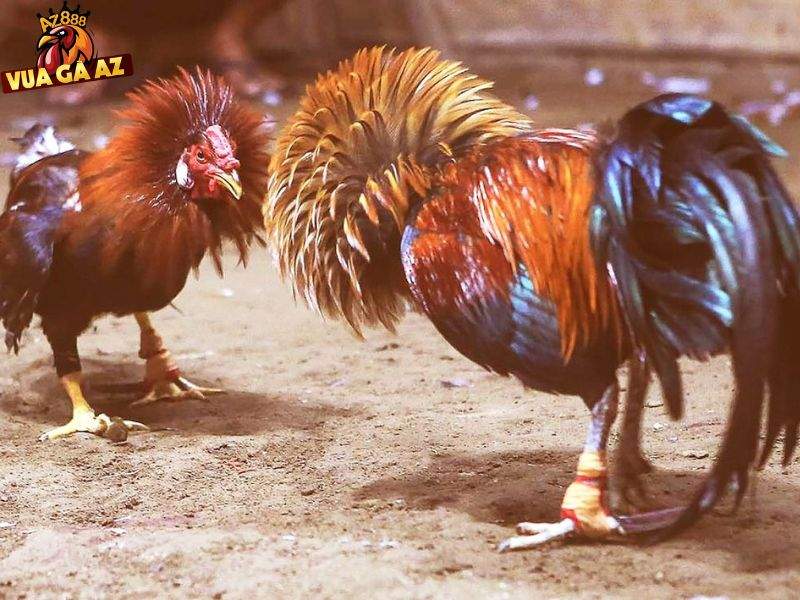 Cập nhật nhiều tin tức liên quan đến đá gà 