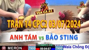 Trận 14 CPC2 03/07/2024 - Gà Bông Bảo Sting Tiếp Tục Chồng Độ 2