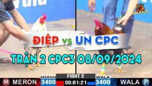 Trận 2 CPC3 08/09/2024 - Gà Anh Oun Campuchia Đá Toàn Cựa Nghiệt