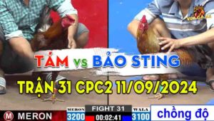 Trận 31 CPC2 11/09/2024 - Anh Tám Gặp Anh Bảo Sting, Đá Xổ 200 Triệu