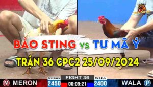 Trận 36 CPC2 25/09/2024 - Gà Anh Bảo Sting Đá Cựa Quá Dã Man