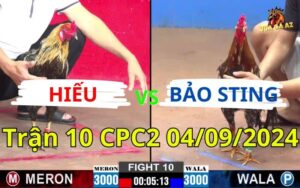 Trận 10 CPC2 04/09/2024 - Gà Anh Bảo Sting Dí Bạc Nhưng Bị Gà Anh Hiếu Đá Nằm Xỉu