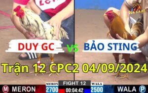 Trận 12 CPC2 04/09/2024 - Gà Bảo Sting Nhẹ Ký Hơn Dí Bạc Và Bị Gà Anh Duy Đâm Chết