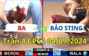Trận 4 CPC2 04/09/2024 - Gà Anh Bảo Bị Đâm Té Nhưng Có Chân Phản Hạ Gà Anh Ba Nằm