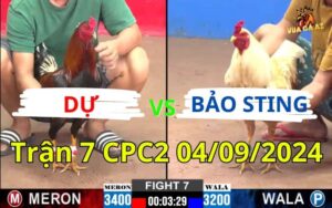 Trận 7 CPC2 04/09/2024 - Gà Anh Bảo Sting Bị Gà Que Anh Dự Đâm Xỉu