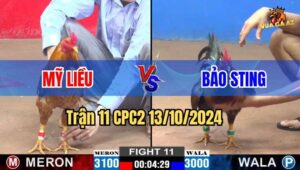 Trận 11 CPC2 13/10/2024 giữa Mỹ Liều và Bảo Sting