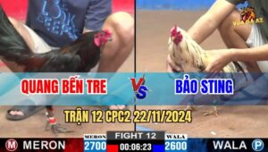 Trận 12 CPC2 22/11/2024 - Gà Bướm Của Bảo Sting Nhấp Nhả Quá Đẳng Cấp