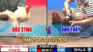 Trận 21 CPC2 22/11/2024 - Bảo Sting Thả Bướm Chồng Độ Đá Cựa Trên Dưới