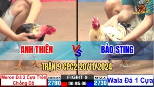 Trận 9 CPC2 20/11/2024 - Anh Bảo Sting Tiếp Tục Bại Trước Gà Điều Trọc