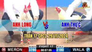 Trận 17 CPC2 29/11/2024 - Gà Anh Long Đâm Đối Thủ Như Cái Rổ