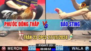 Trận 23 CPC2 27/11/2024 - Gà Chuối Anh Bảo Sting Đá 1 Tăng Lụm Lúa