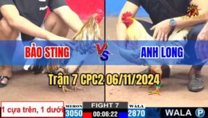 Trận 7 CPC2 06/11/2024 giữa anh Bảo Sting và anh Long