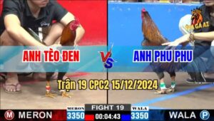 Trận 19 CPC2 15/12/2024 - Gà Anh Tèo Hạ Gà Anh Phu Phu Trong Tích Tắc