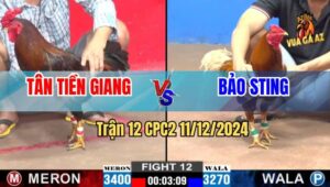 Trận 12 CPC2 11/12/2024  - Gà Khét Bảo Sting Đá Như Con Quái Vật