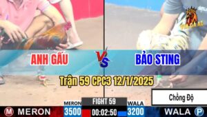 Trận 59 CPC3 12/1/2025 - Bảo Sting Thả Bướm Hiệu Chông Độ 2 Cựa Lụm Xổ