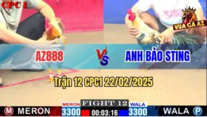 Trận 12 CPC1 22/2/2025 - Gà Cú AZ888 Đá Lật Xe Gà Anh Bảo Sting