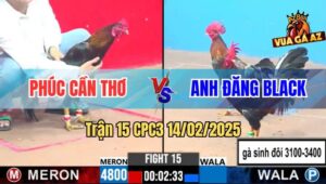 Trận 15 CPC3 14/2/2025 - Siêu Phẩm Thomo Một Đấu Với Cặp Gà Sinh Đôi
