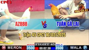 Trận 45 CPC1 10/2/2025 - Gà Bướm AZ888 Đá Gà Anh Tuấn Không Kịp Dỡ Giò