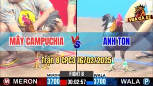 Trận 8 CPC3 16/2/2025 - Gà Anh Ton Dí Bạc Bị Táng Cây Lưng Nằm 1 Đống