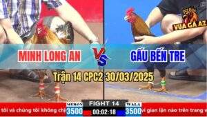 Trận 14 CPC2 30/3/2025 - Gà Má Minh Đá Quá Đâm Anh Gấu Chịu Không Nổi
