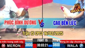 Trận 15 CPC3 16/3/2025 - Điều Cọp Chú Phúc Đá Bo Như Cây Đập