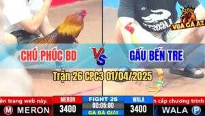 Trận 26 CPC3 1/4/2025 - Gà Anh Gấu Đá Chân 1 Hạ Điều Cọp Chú Phúc