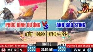 Trận 8 CPC3 1/4/2025 - Anh Bảo Sting Tiếp Tục Rớt Nài Với Chú Phúc