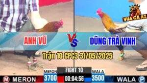 Trận 10 CPC3 31/5/2025 - Gà Anh Vũ Hơn 2 Chấm Chưa Đá Đã Chạy