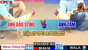 Trận 25 CPC2 9/5/2025 - Anh Bảo Sting Sửa Gà Phản 5 Lai Quá Đẳng Cấp