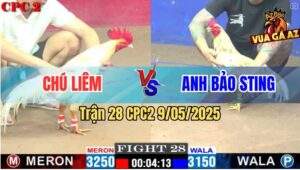 Trận 28 CPC2 9/5/2025 - Bướm Chú Liêm Tiễn Mẻ Hiệu Bảo Sting Lên Đường