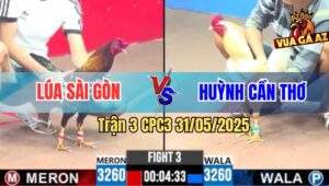 Trận 3 CPC3 31/5/2025 - Gà Điều Anh Lúa Sài Gòn Có Chân Cúp Điện