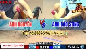 Trận 34 CPC2 23/5/2025 - Bướm Hiệu Anh Bảo Sting Nhỏ Mà Có Võ