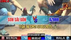 Trận 46 CPC1 5/5/2025 - Gà Điều AZ888 Đá Gà Anh Sơn Lên Bờ Xuống Ruộng