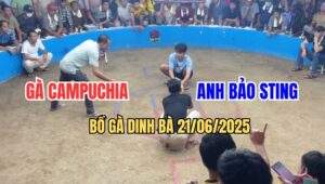 Anh Bảo STing Lần Đầu Giao Lưu Tạ Bồ Gà Dinh Bà Ngày 21/6/2025