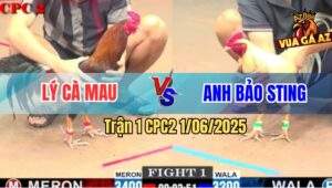 Trận 1 CPC2 1/6/2025 - Bướm Hiệu Anh Bảo Sting Hạ Knock-Out Gà Anh Lý