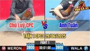 Trận 1 CPC3 29/06/2025 - Gà Anh Tuấn Mở Bát Quá Mát Tay