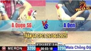 Trận 14 CPC1 26/06/2025 - Gà Anh Đen Chồng Độ Đá Ăn Nhanh Gọn