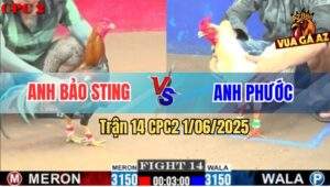 Trận 14 CPC2 1/6/2025 - Anh Bảo Sting Và Anh Phước Cân Tài Cân Sức