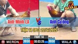 Trận 14 CPC3 22/6/2025 - Gà Anh Cường Có Đòn Cựa Chí Mạng