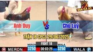 Trận 18 CPC3 29/06/2025 - Gà Anh Duy Đá Cái Bo Như Xe Đụng