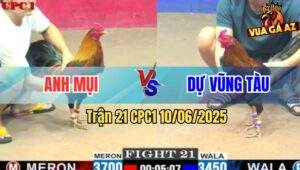 Trận 21 CPC1 10/6/2025 - Gà Điều Anh Dự Đá Chân Nào Thấm Chân Đó