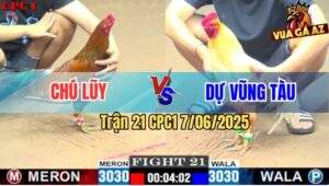 Trận 21 CPC1 7/6/2025 - Gà Xám Anh Tính Gà King Đá Úa Anh Dự Liệt Giò