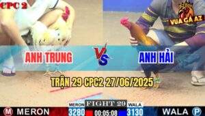 Trận 29 CPC2 27/06/2025 - Gà Anh Trung Có Chân Phản Cứu Chủ Quá Hay