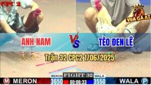 Trận 32 CPC2 1/6/2025 - Bướm Anh Tèo Đen Có Chân Cúp Điện Gà Que