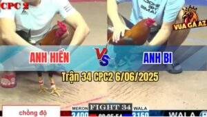 Trận 34 CPC2 6/6/2025 - Gà Điều Anh Hiển Lên 2 Đá Đối Thủ Lìa Giò
