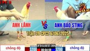 Trận 39 CPC2 6/6/2025 - Bướm Hiệu Bảo Sting Lên 2 Đá Đối Thủ Bung Bồ