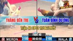Trận 40 CPC3 11/6/2025 - Bướm Hiệu Anh Thắng Bến Tre Tải Cựa Quá Tốt