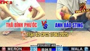 Trận 42 CPC2 1/6/2025 - Gà Que Anh Bảo Sting Hạ Sát Đối Thủ Lụm Xổ 400