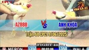 Trận 44 CPC1 9/6/2025 - Chuối Anh Khoa Đá Gà Bướm AZ888 Chìm Xuồng