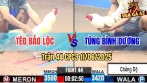 Trận 44 CPC3 11/6/2025 - Gà Úa Anh Tèo Bảo Lộc Bỏ Ô Báo Hại Hàng 6